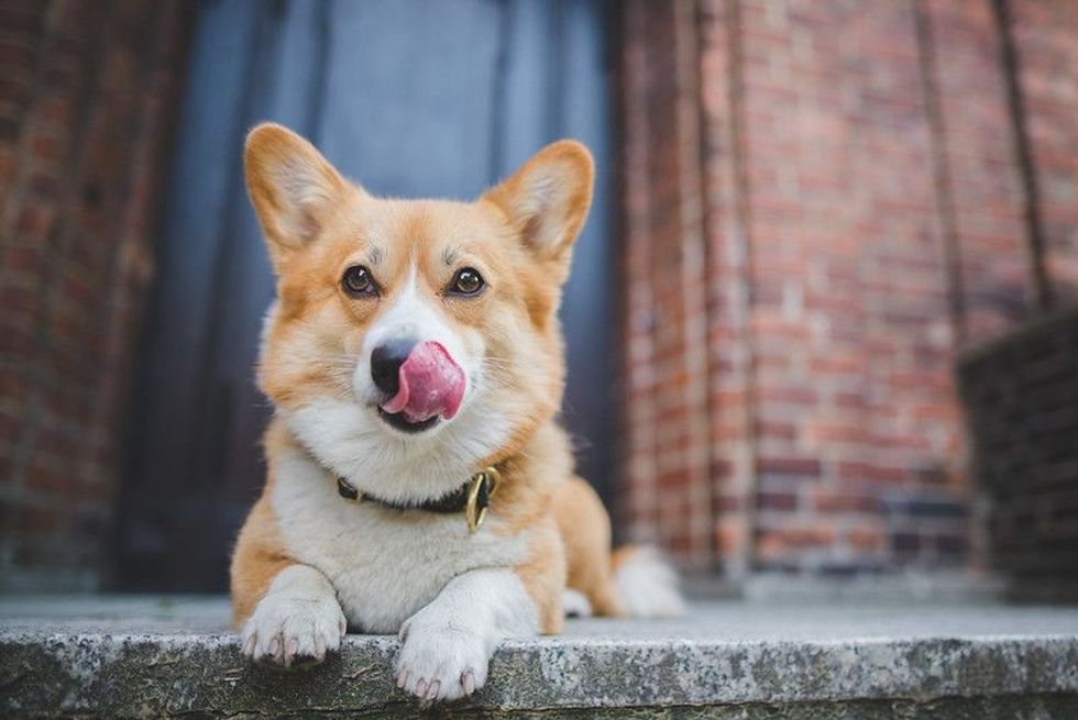 Welsh corgi dog licking lips as a calming signal.