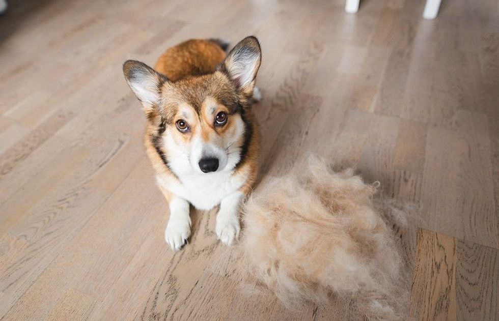 Welsh corgi Pembroke dog with shredded fur photo.