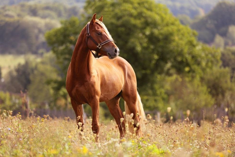Welsh pony standing in high grass.
