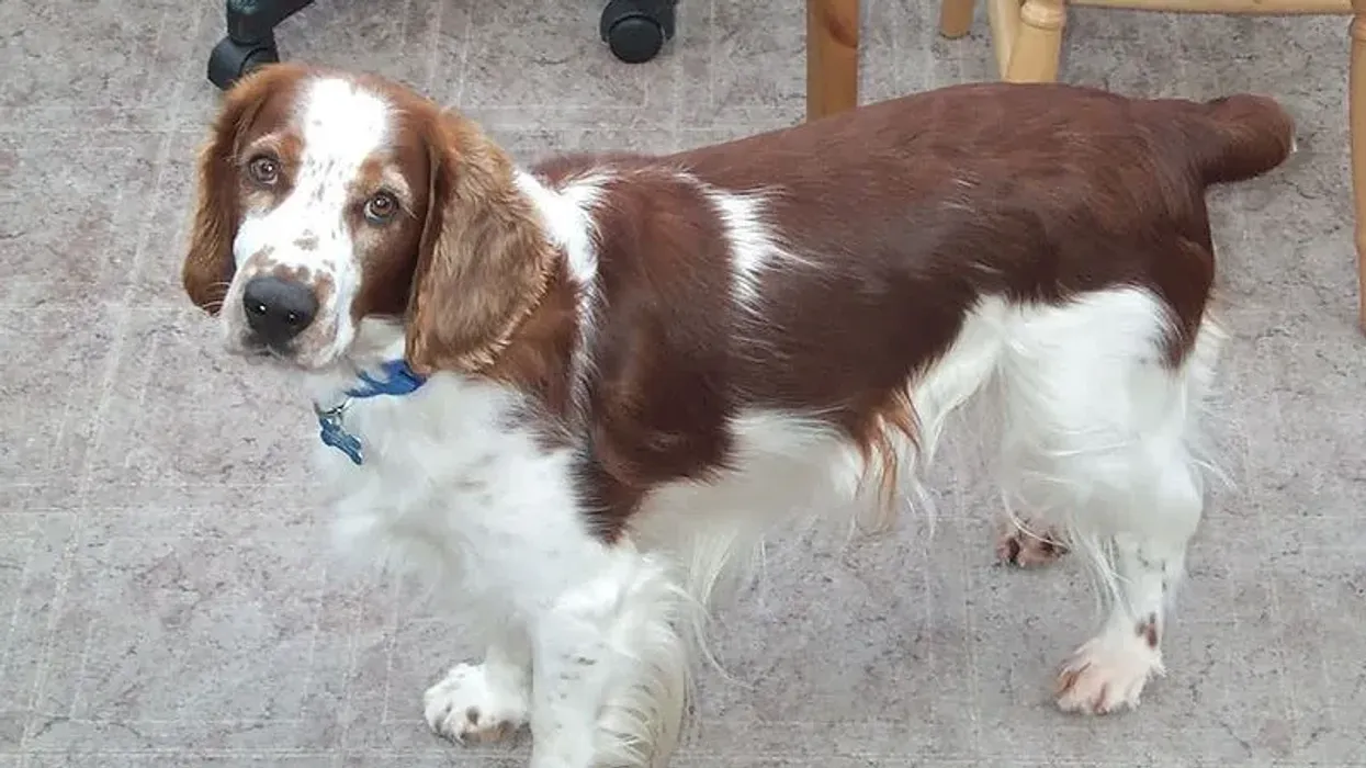 Welsh Springer Spaniel facts about an excellent family dog.