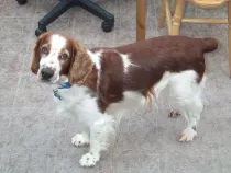 Welsh Springer Spaniel facts about an excellent family dog.