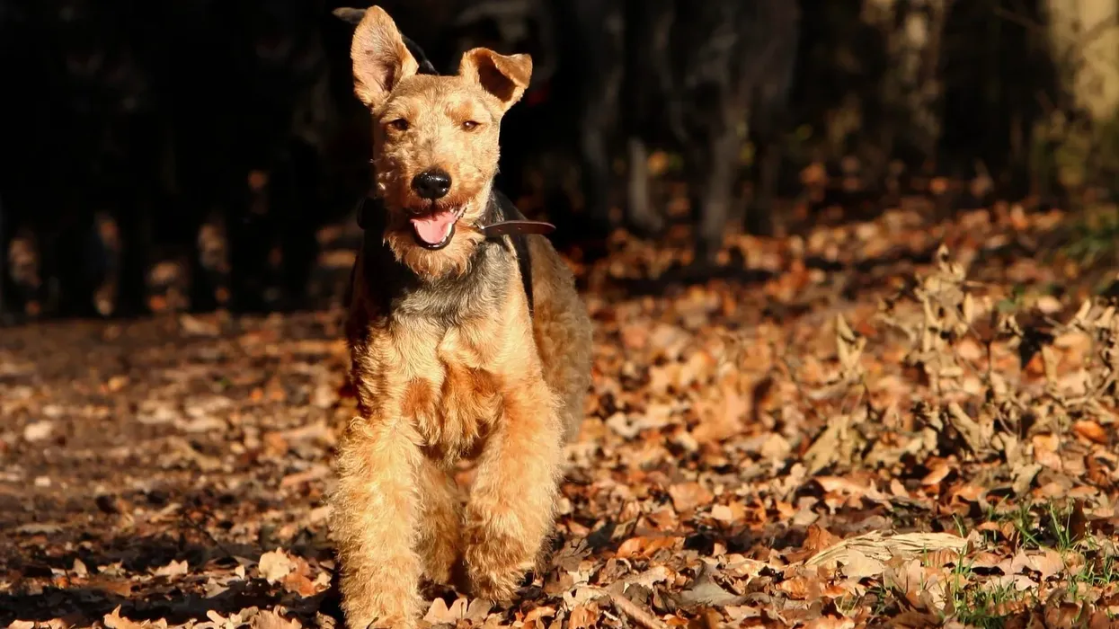 Welsh Terrier facts are very interesting for children.