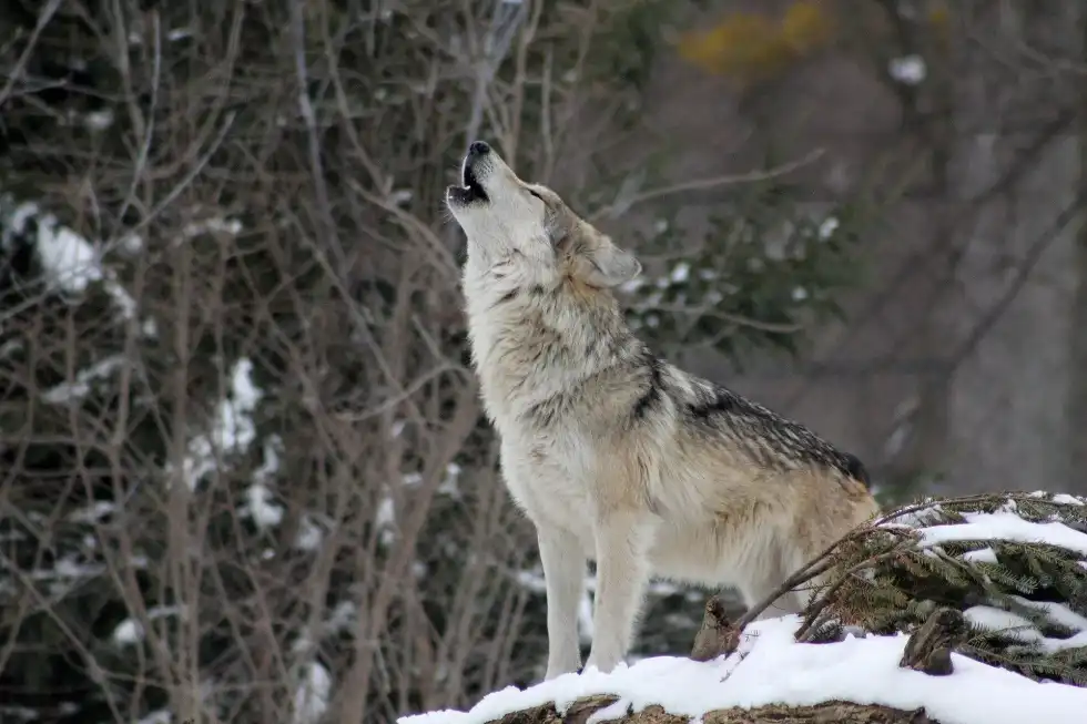 Werewolves facts include; werewolves have the ability to turn back into human form when the full moon goes away.