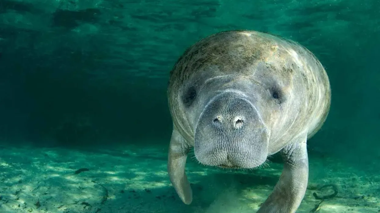 West Indian Manatee facts state that they can hold their breath for up to 20 minutes underwater