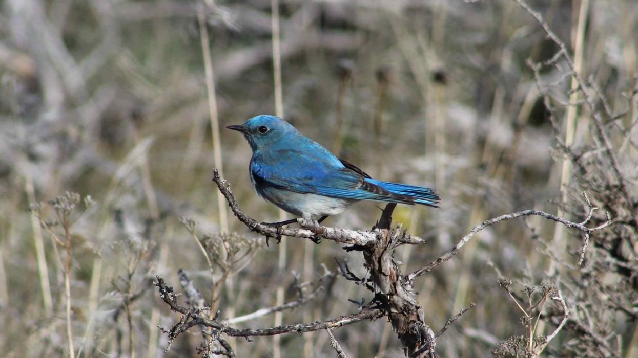 Western and eastern mountain bluebird facts are incredibly insightful.