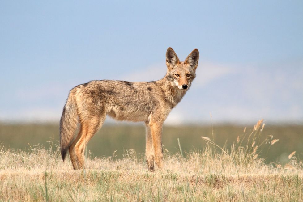 Western Coyote in northern California.