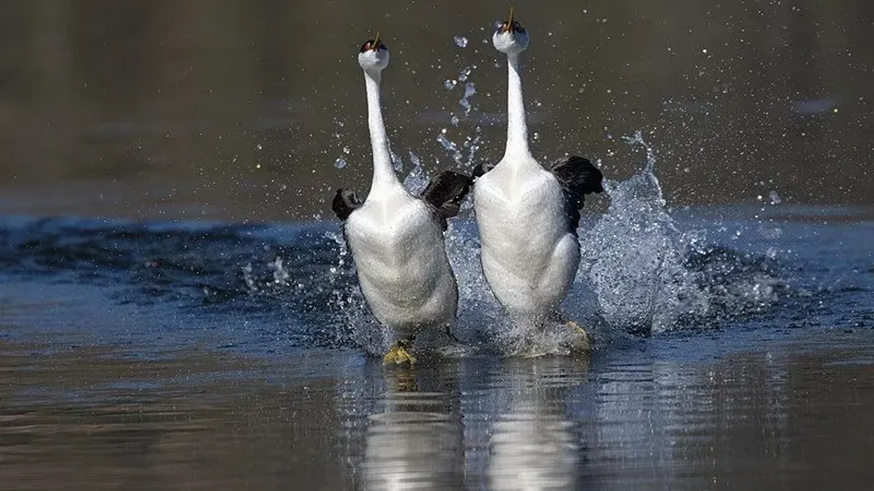 Western grebe facts are fun and interesting to read.