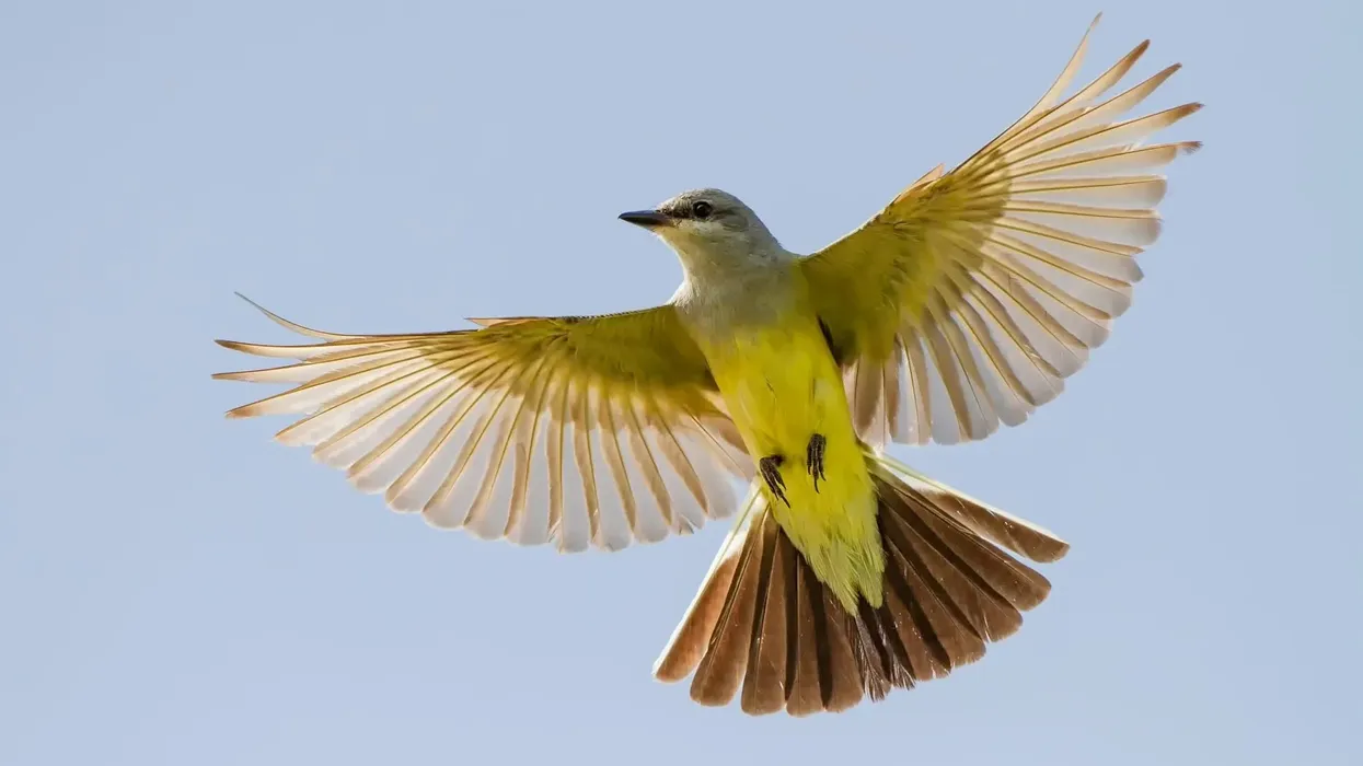 Western kingbird facts about the birds of western North America