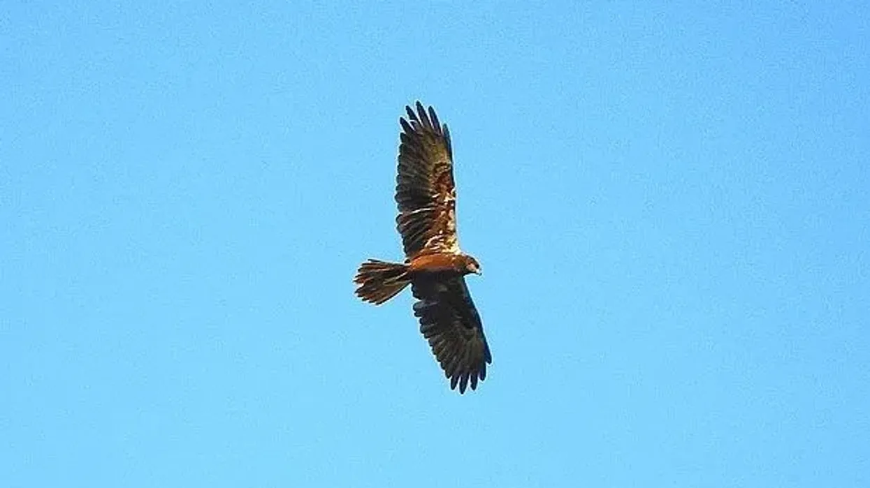 Western marsh harrier facts are interesting.