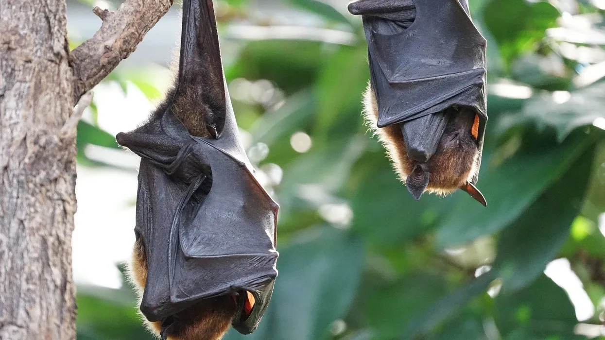 Western mastiff bat facts are great for kids.