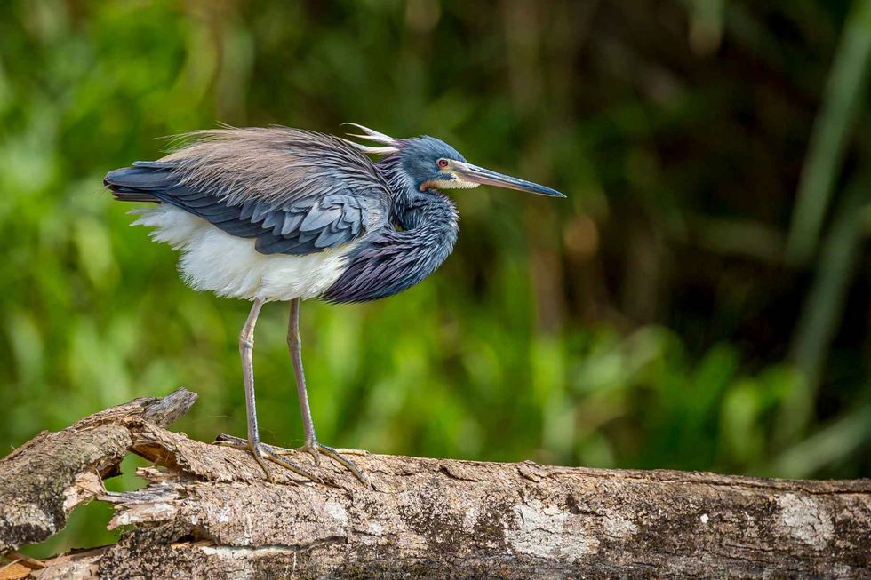 Western reef heron