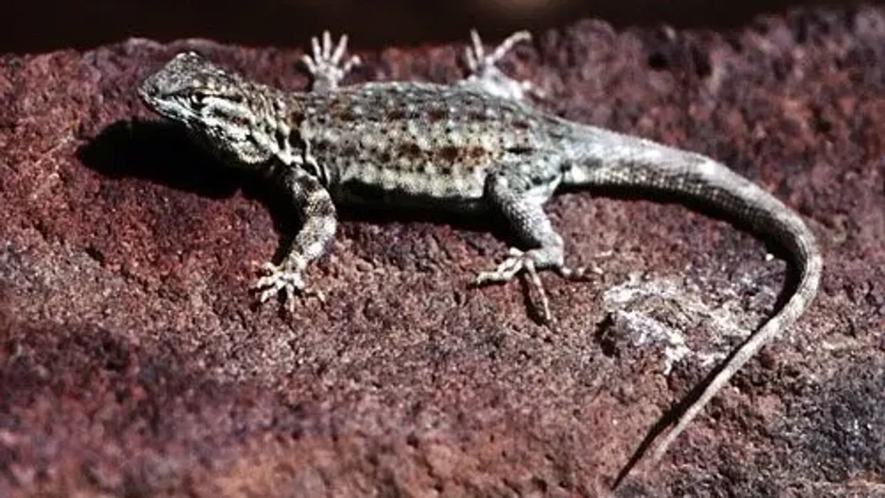 Western Sagebrush Lizard facts about the lizard species that uses rodent burrows to escape predators.