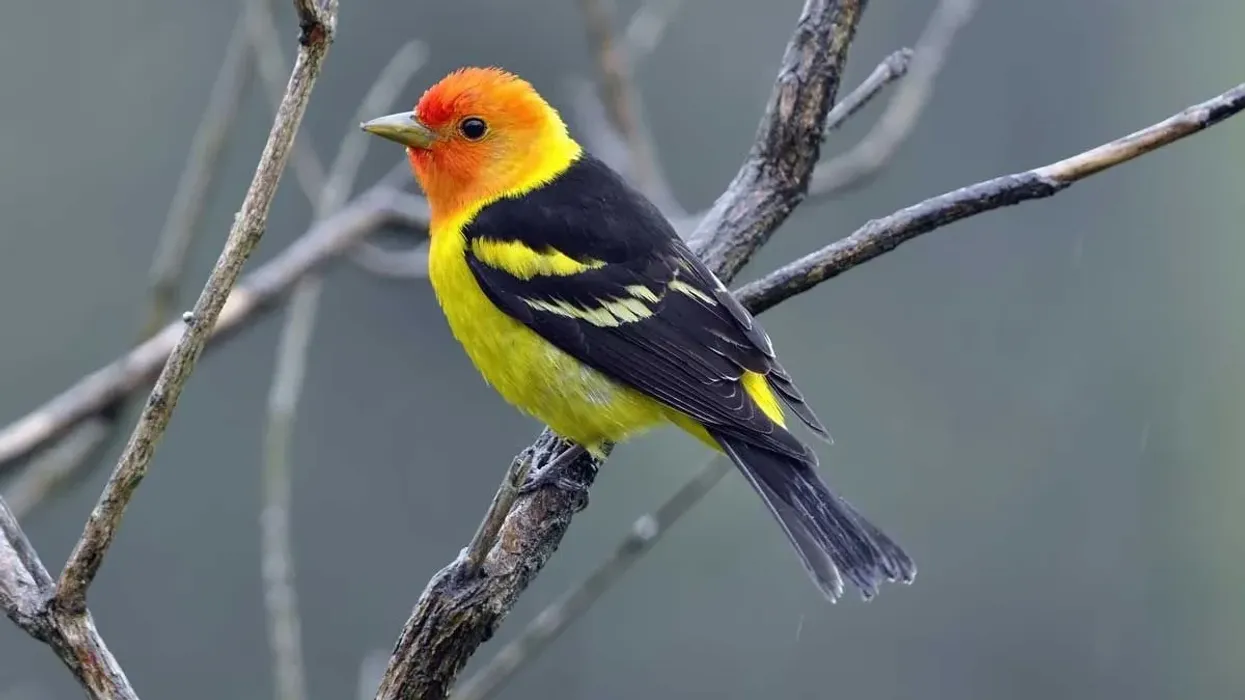 Western tanager facts about their nest, migration, and characteristics are quite interesting