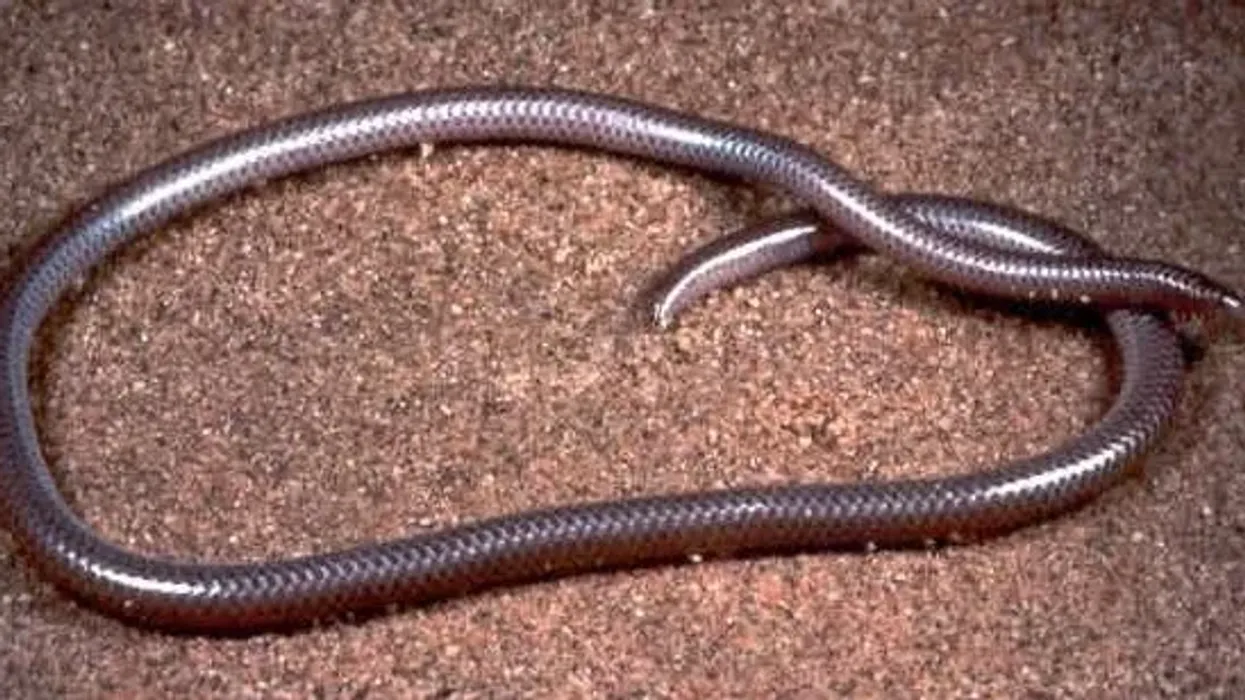 Western threadsnake facts are all about their description.