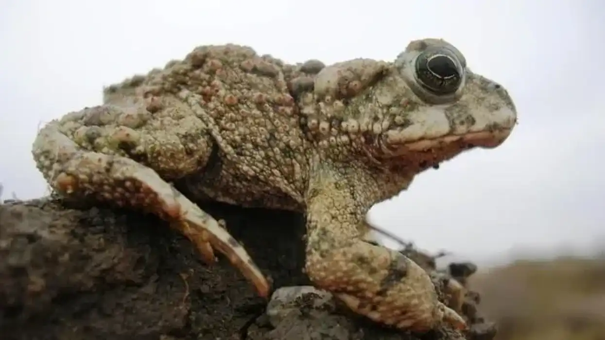 Western toad facts are interesting for kids to read.
