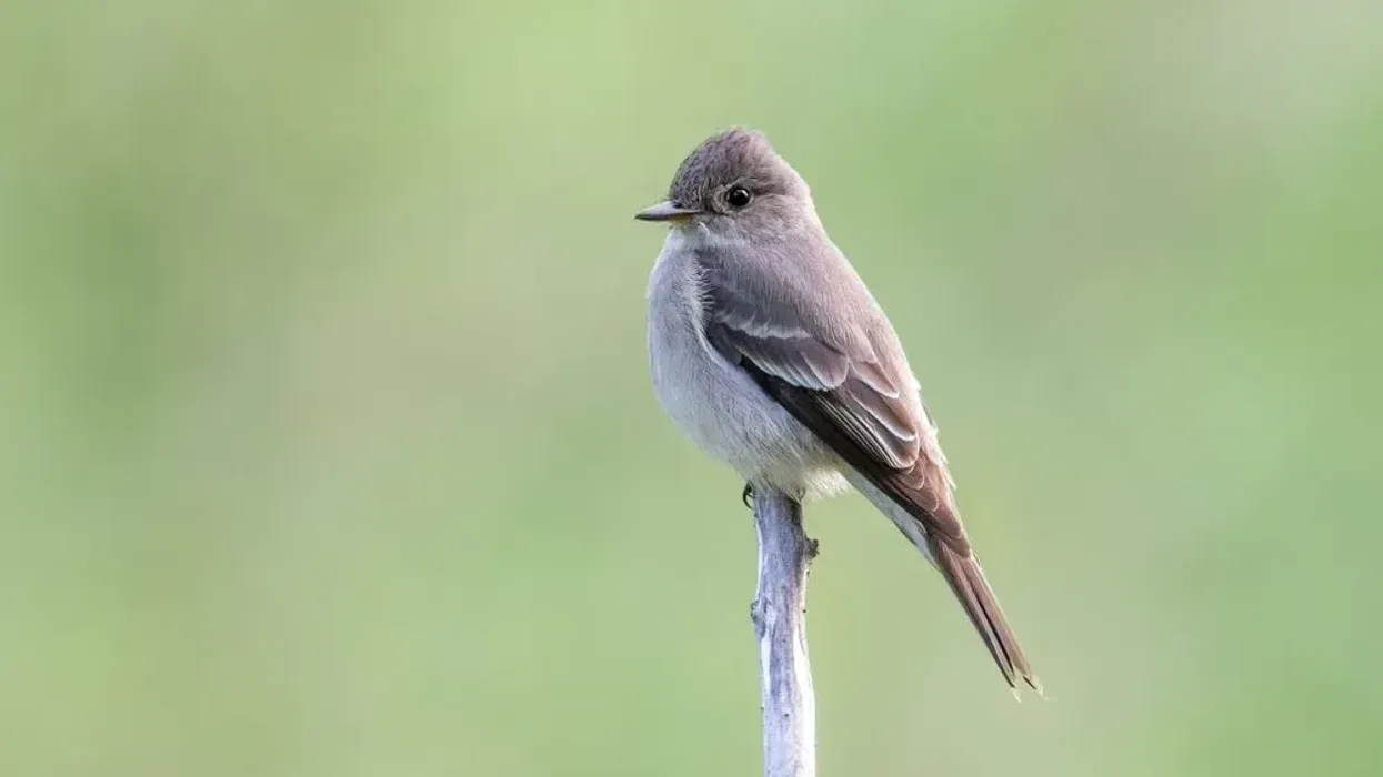 Western wood pewee facts about the small tyrant flycatchers.