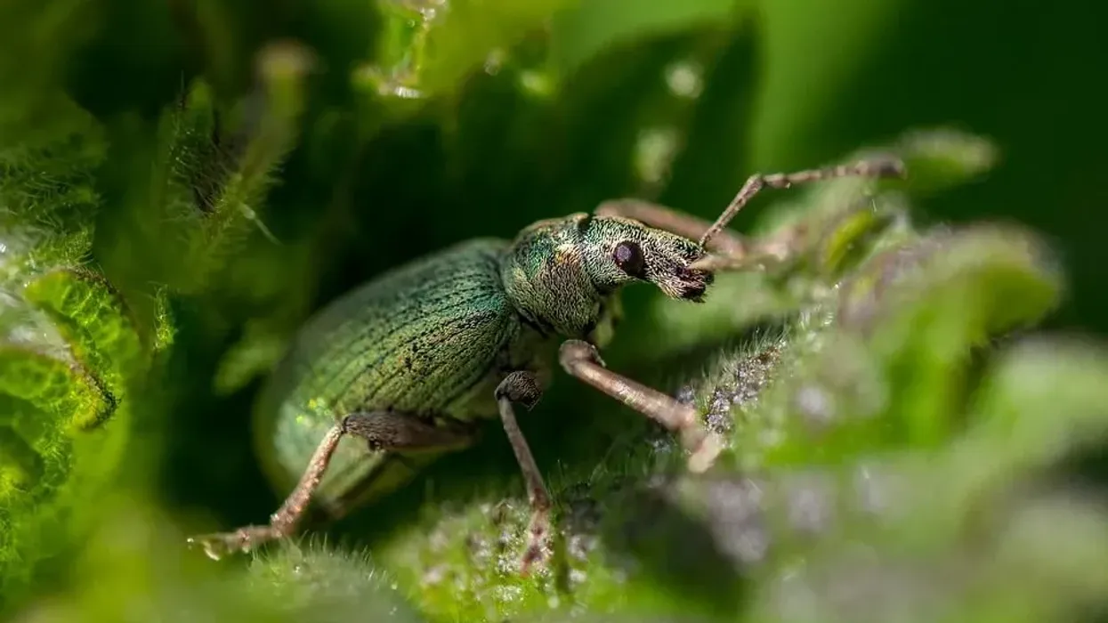 Wevill beetle facts on the plant eating beetles.