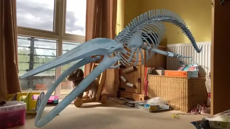 Whale in a bedroom