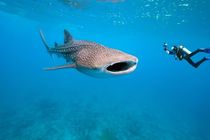 Whale shark and underwater photographer