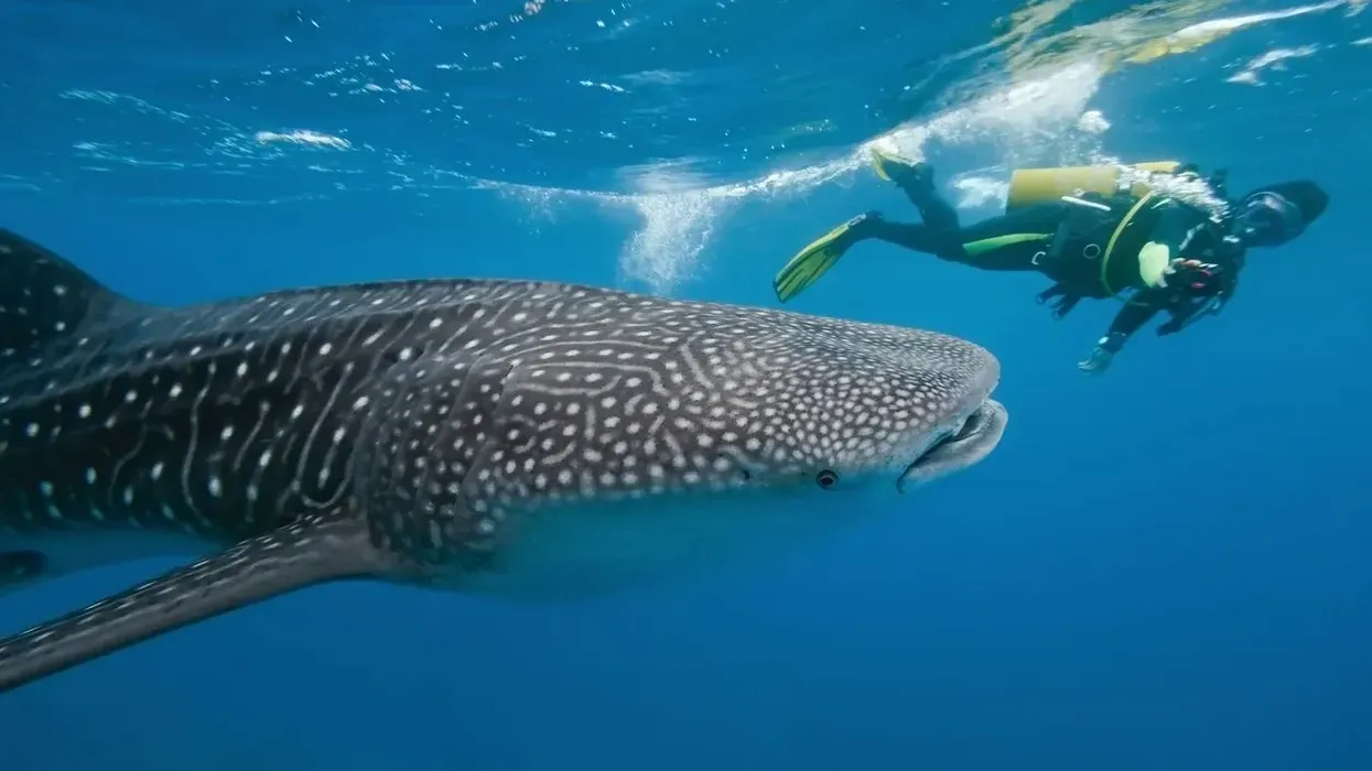 Whale shark facts, like they are very docile in nature, are interesting.