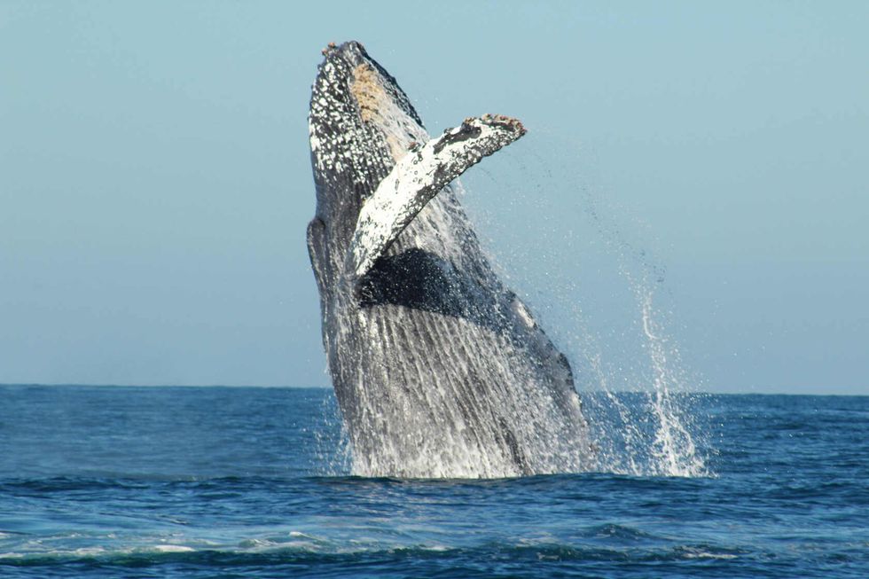 Whale watching in Cabo San Lucas.