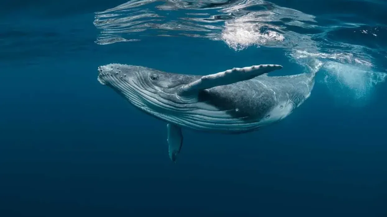 Whales facts like they sing are fascinating