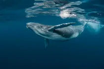 Whales facts like they sing are fascinating