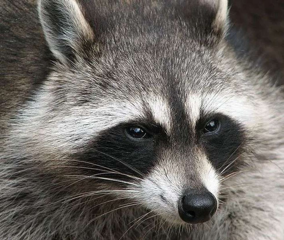 Fun Common Raccoon Facts For Kids | Kidadl