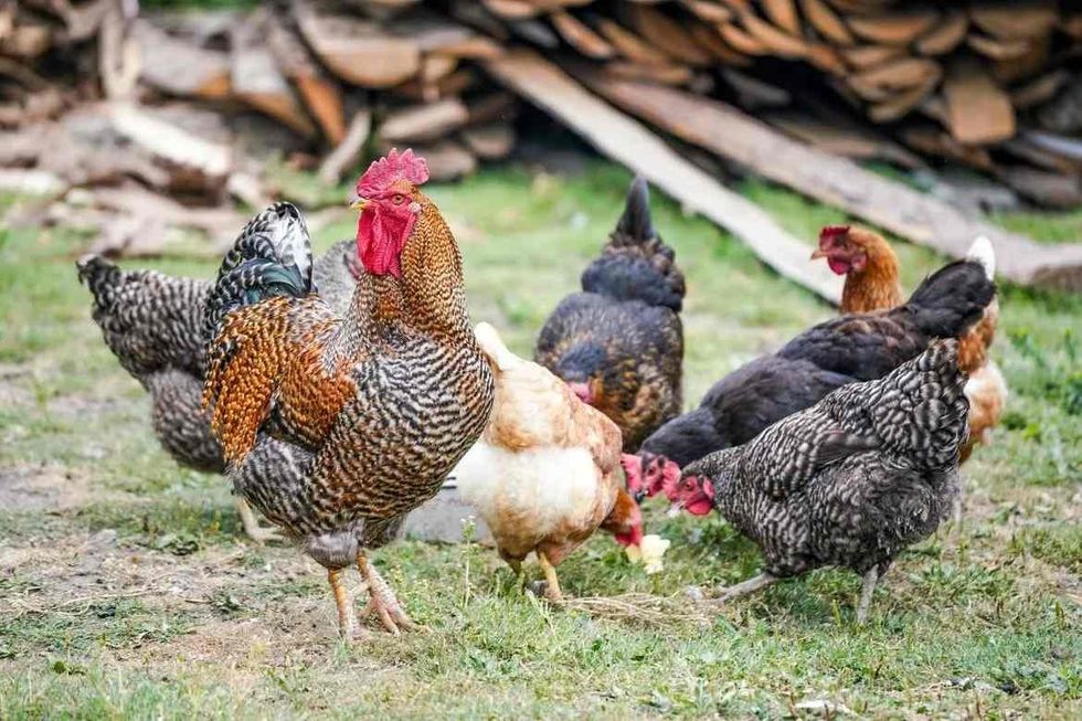 what do you mean by chicken molting