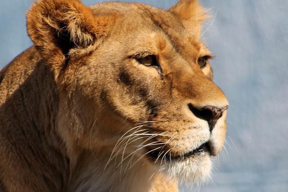 What is the most dangerous animal in Africa? Which is the deadliest snake? Which animal causes the most human fatalities? We have all the answers for you and more!