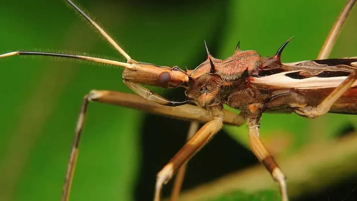 Wheel bug facts are fun to read