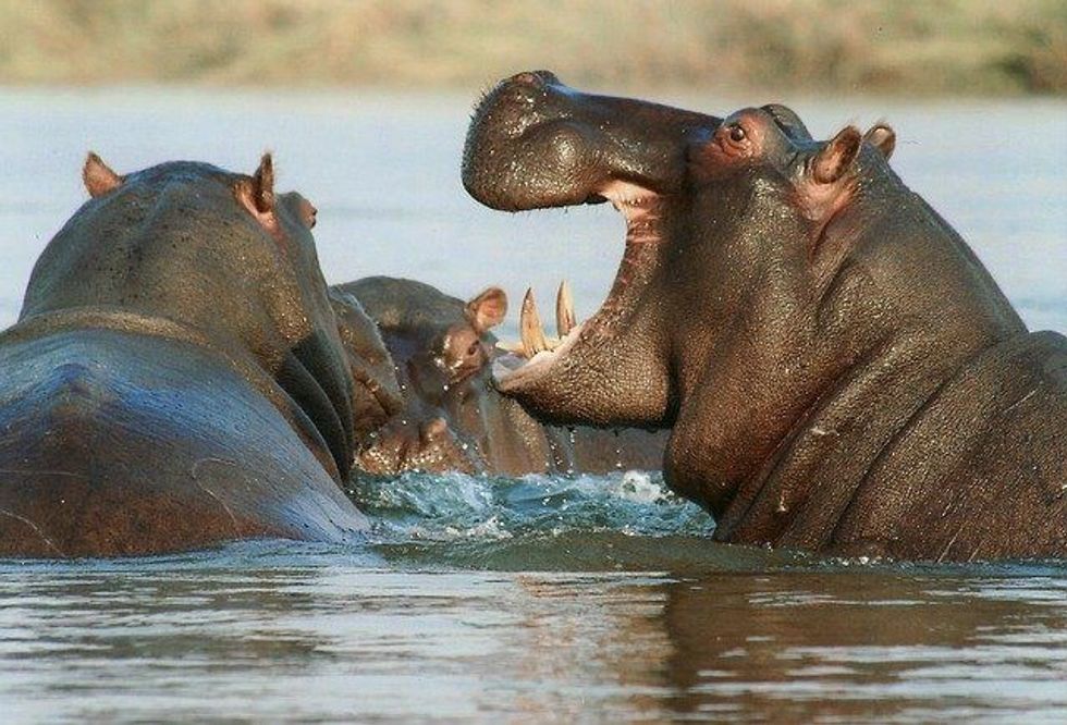 Which African animal is most likely to attack you? It's the hippopotamus that is known for initiating most attacks on humans!