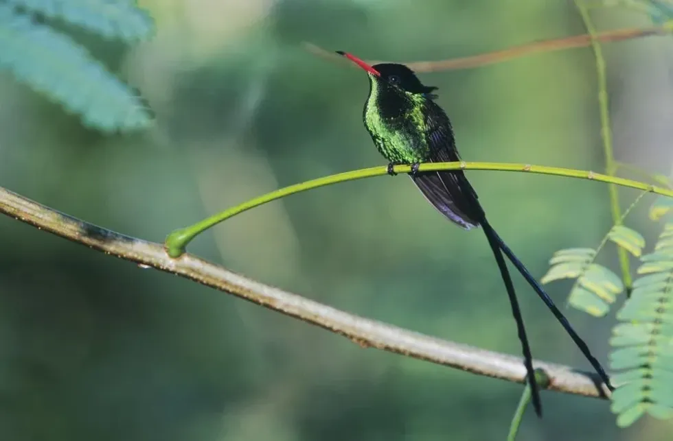 While animals native to Jamaica are popular, this country is also home to a variety of indigenous birds, small mammals, and natural habitats.