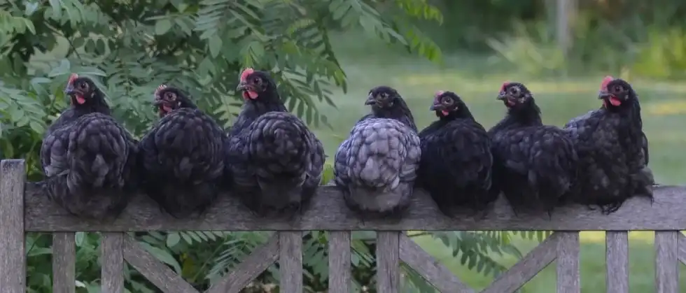 While feeding moldy bread to your chickens do check can chicken eat bread.