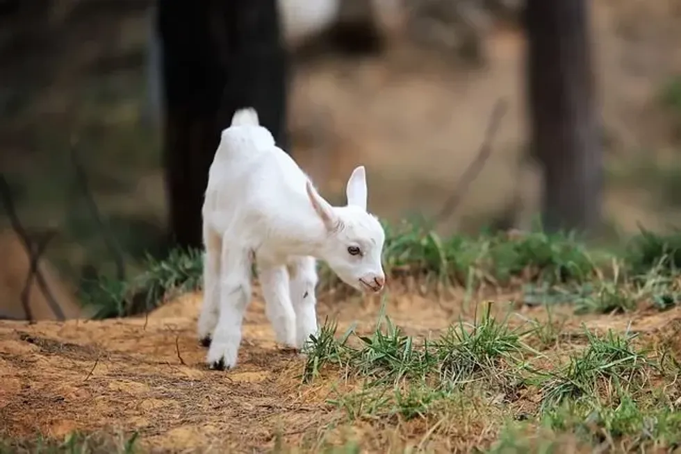 While giving food to pet goats, owners tend to wonder, what are baby goats called?