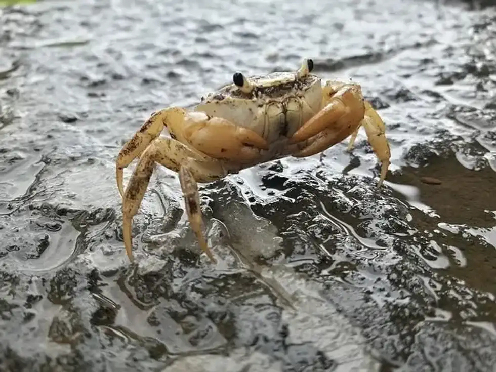 While reading about aquatic animals, people wish to know where a red crab habitat is.