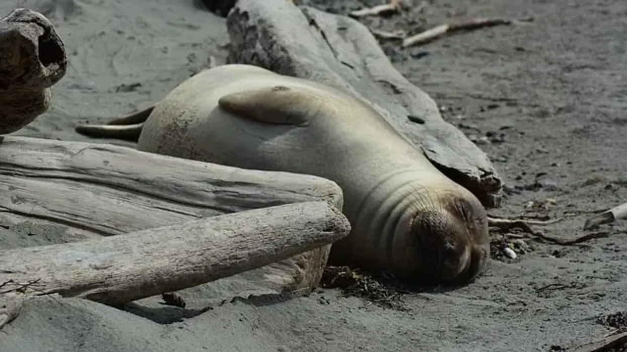 While resting on the beach seals don't eat much, instead, they conserve energy.