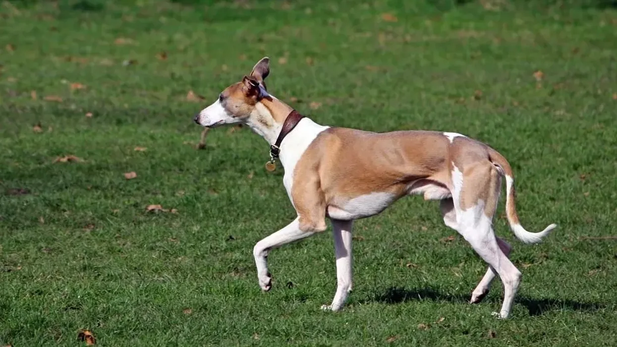 Whippet facts are interesting for kids.