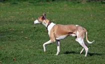 Whippet facts are interesting for kids.
