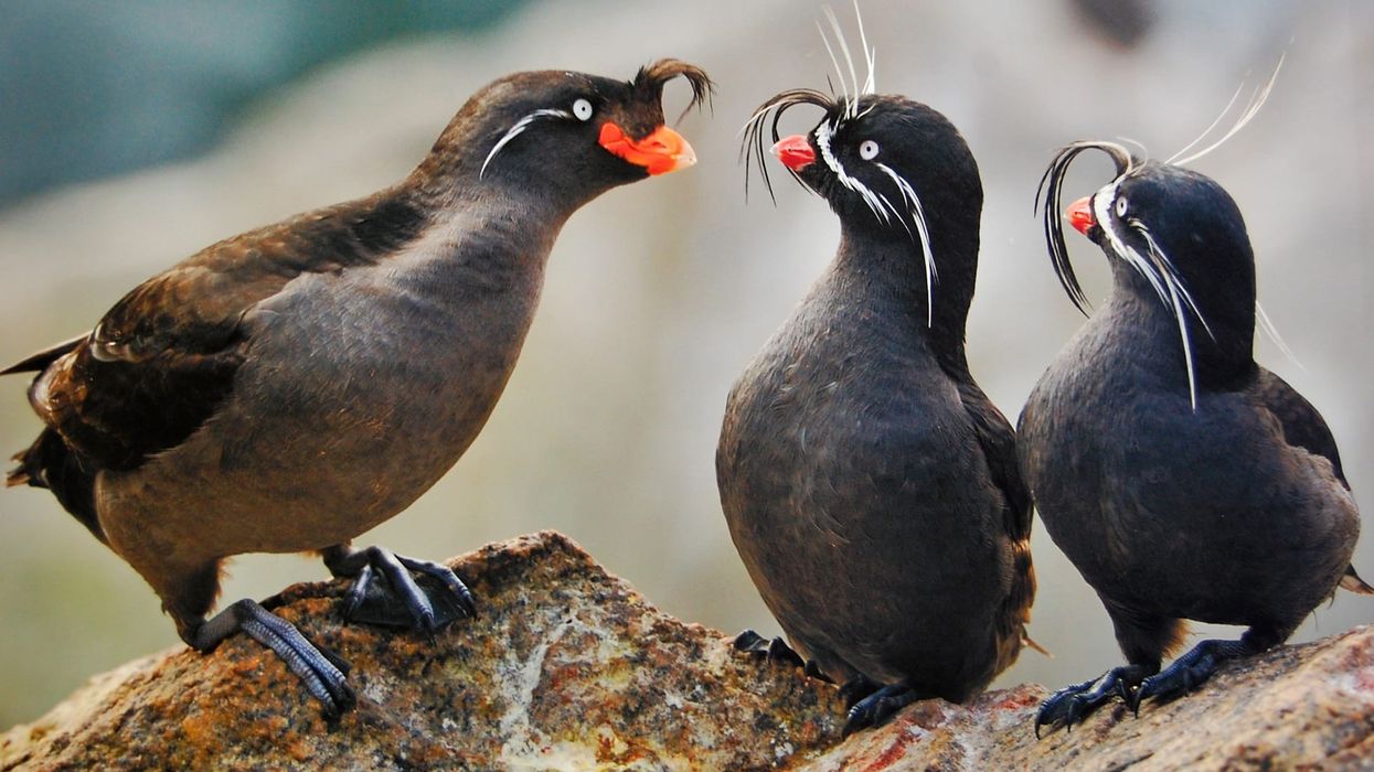 Whiskered auklet facts tell us it is a unique seabird.