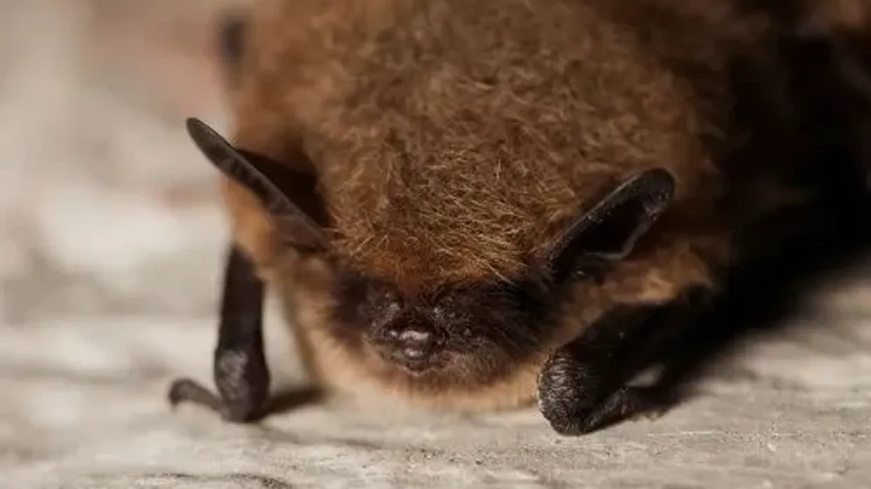 Whiskered bat facts are about a small European bat.