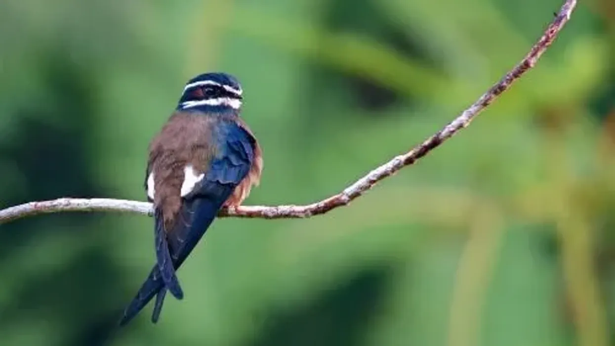 Whiskered treeswift facts about a clever bird species.
