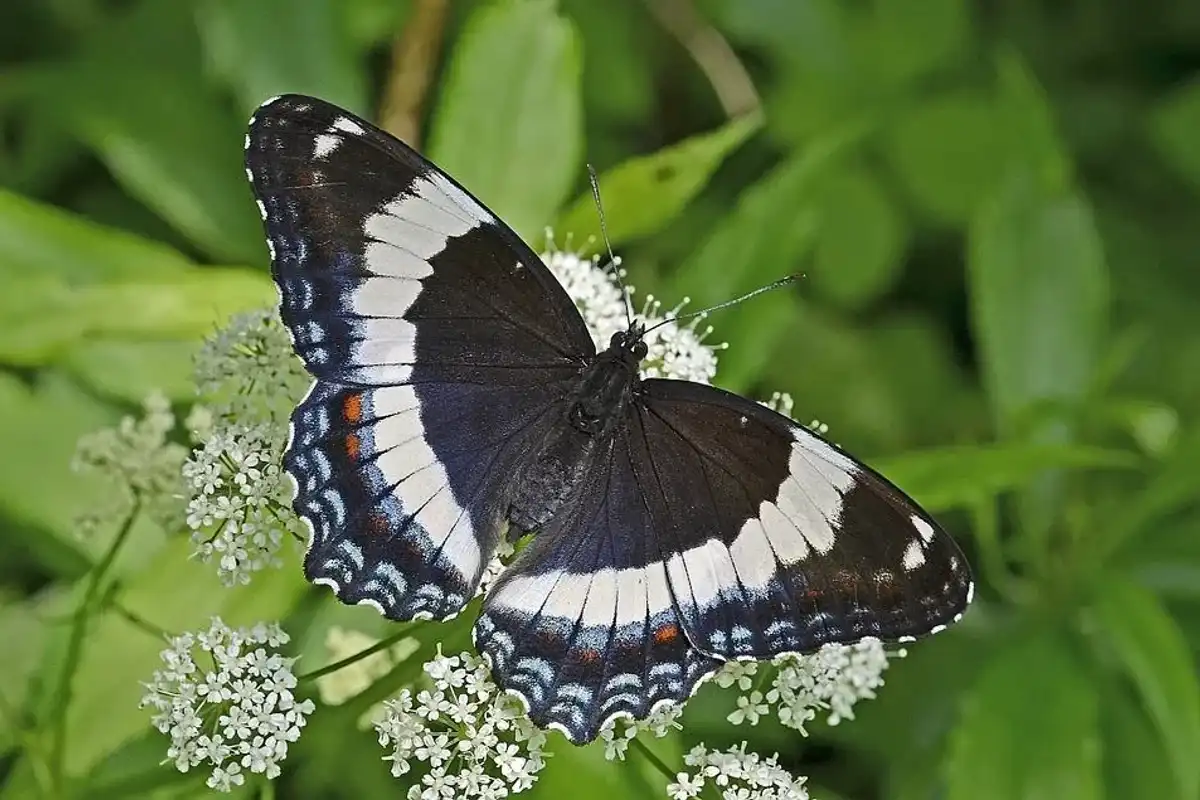 White admiral butterfly facts are very interesting to learn.