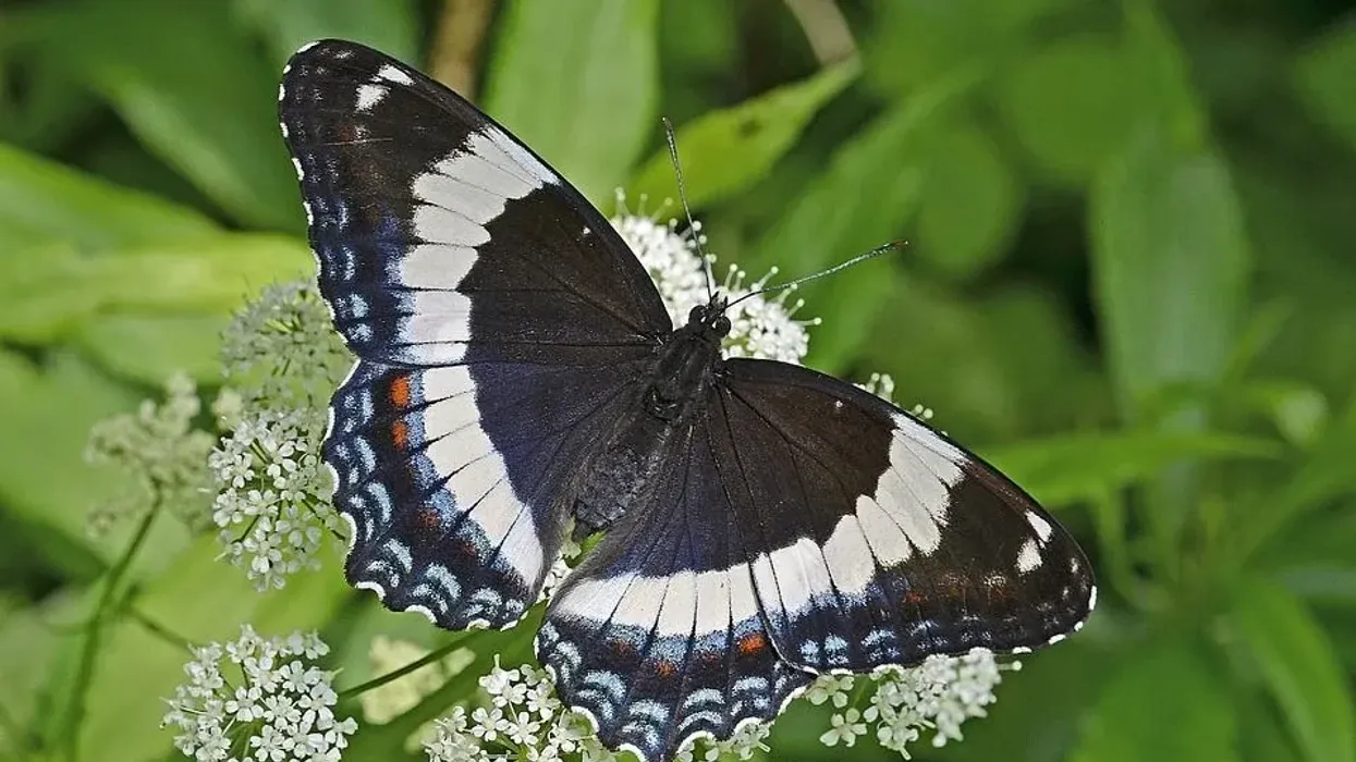 White admiral butterfly facts are very interesting to learn.