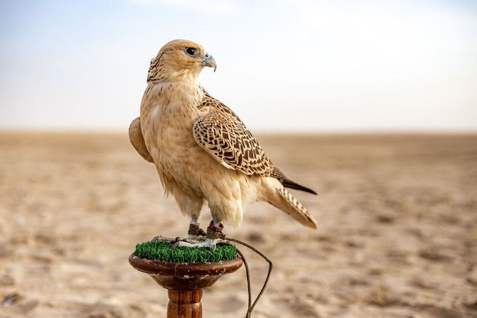 White and Beige Falcon sitting in the desert