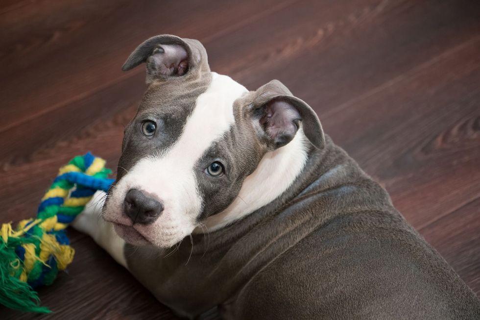 White and gray color Pitbull puppy lying on dark wooden floor