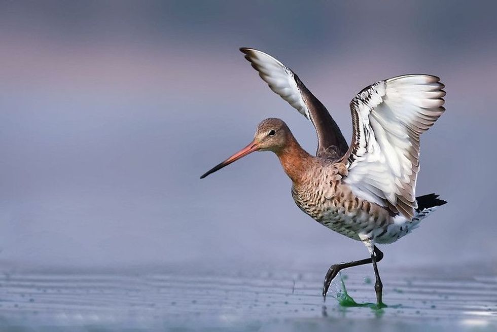 White-barred wings and namesake tail.