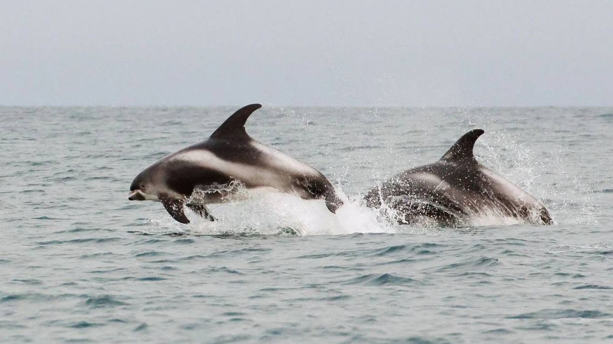 White-beaked dolphin facts are fascinating to read for any marine-life enthusiast.