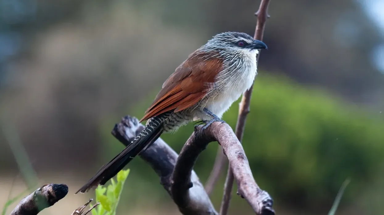 White-browed coucal facts are interesting to read.
