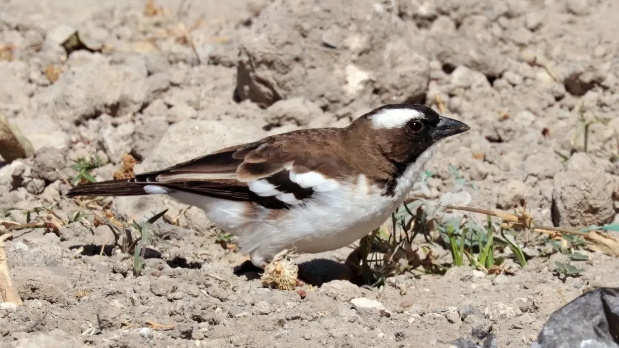 White-browed sparrow weaver facts illustrate their wonderful lifestyle and traits.